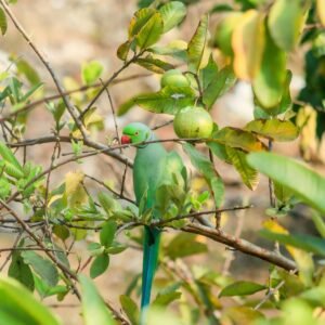 Fresh green and pink guavas