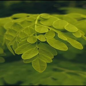 Fresh green moringa leaves