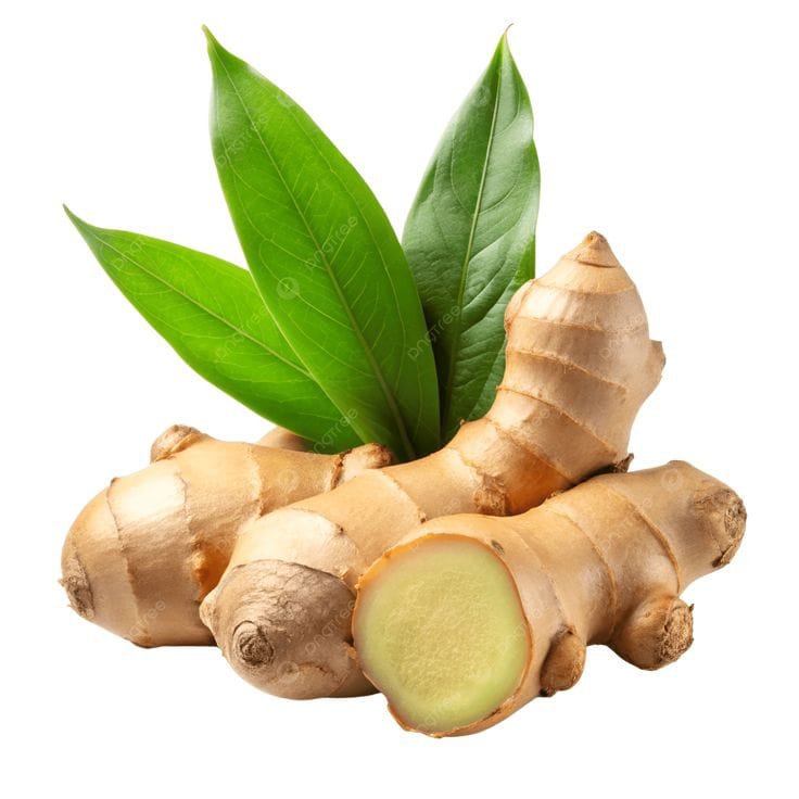 Fresh ginger root for culinary and export supply